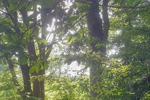 Oaken Wood near Barming