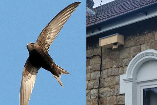 Swift and swift box ready for occupation