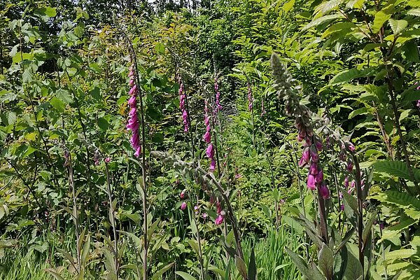 Foxgloves in Oaken Wood